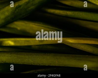Grüne Zwiebel mit Schnittlauch auf dem Display Stockfoto