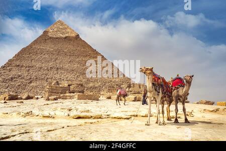 Große ägyptische Pyramide von Khepre mit Kamelen. Touristenattraktion, Reiten auf einem Kamel in Giza. Stockfoto