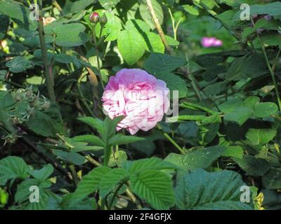 Rosa Rose in grünen Blättern, selektiver Fokus, flacher freiheitsgrad Stockfoto