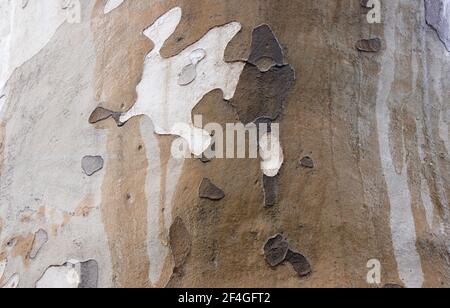 Platane Baumrinde aus der Nähe.Hintergrund aus der Rinde eines Baumes. Stockfoto