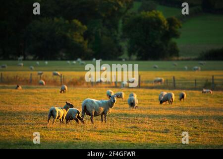 Schafweiden im Tamar-Tal an der Grenze zwischen Devon und Cornwall Stockfoto