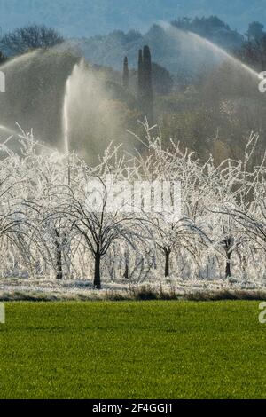 Frostschutz durch Bewässerung Stockfoto