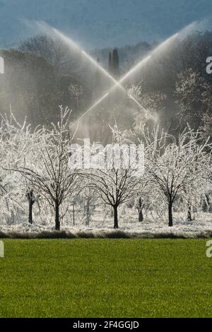 Frostschutz durch Bewässerung Stockfoto