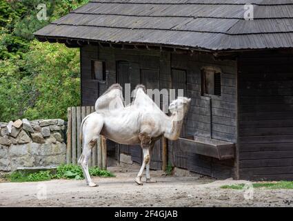 Die baktrischen Kamele, Camelus bactrianus, ist ein großes, gleichmäßiges Huftieren, das in den Steppen Zentralasiens beheimatet ist. Stockfoto