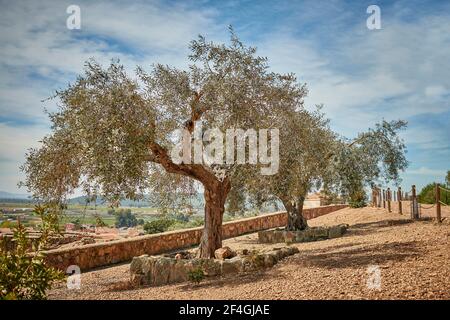 Anbau von Steineichen im Boden mit Steinen auf bewölkt Hintergrund in sonnigen Tag Stockfoto