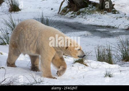 Eisbär (Ursus Maritimus) männlich, Gefangenschaft, Highland Wildlife Park, Kingussie, Scotland, UK Stockfoto