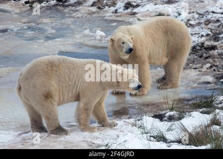 Eisbären (Ursus Maritimus) männlich, Gefangenschaft, Highland Wildlife Park, Kingussie, Scotland, UK Stockfoto