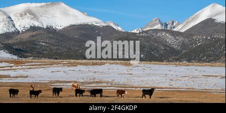 USA, Colorado, Westcliffe, Music Meadows Ranch. Ranch Vieh (Pferde und Rinder) mit Rocky Mountains in der Ferne. Stockfoto