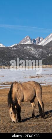 USA, Colorado, Westcliffe, Music Meadows Ranch. Buckskin Pferd mit Rocky Mountains in der Ferne. Stockfoto