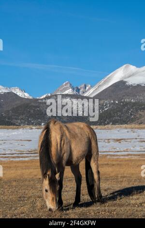 USA, Colorado, Westcliffe, Music Meadows Ranch. Buckskin Pferd mit Rocky Mountains in der Ferne. Stockfoto