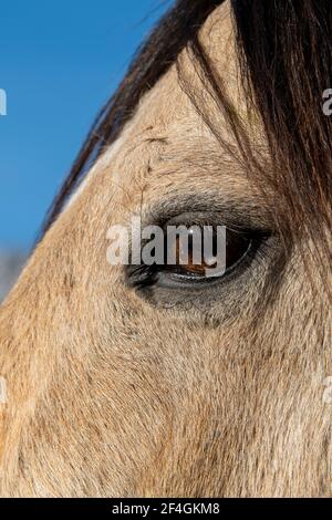 USA, Colorado, Westcliffe, Music Meadows Ranch. Detail der Hirschleder Pferd Auge. Stockfoto