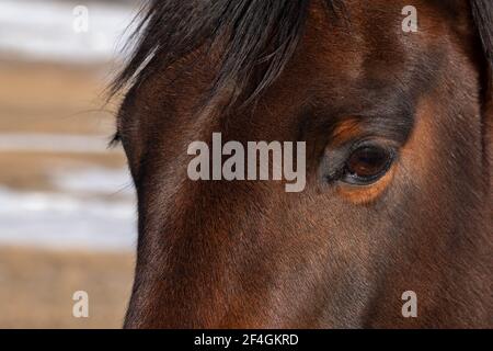 USA, Colorado, Westcliffe, Music Meadows Ranch. Bay Pferdekopf Detail. Eigenschaft freigegeben. Stockfoto