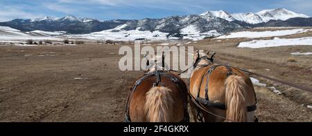 USA, Colorado, Westcliffe, Music Meadows Ranch. Team von Halflinger Zugpferden, Moe und Joe. Eigenschaft Freigegeben. Stockfoto