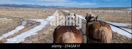 USA, Colorado, Westcliffe, Music Meadows Ranch. Team von Halflinger Zugpferden, Moe und Joe. Eigenschaft Freigegeben. Stockfoto