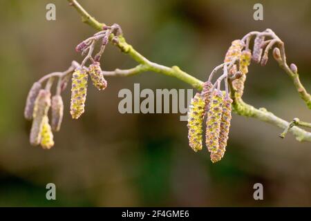 Erlenkätzchen (Alnus glutinosa), Nahaufnahme mit mehreren der großen Kätzchen in Blüte, die an einem Ast des Baumes hängen. Stockfoto