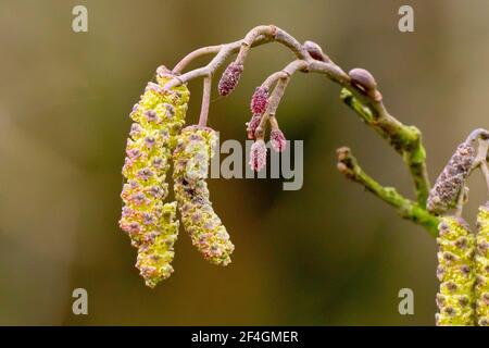 Erle (Alnus glutinosa), Nahaufnahme der großen männlichen Kätzchen in Blüte und der kleineren rosa weiblichen Blüten, die die Bäume Samenkegel produzieren. Stockfoto