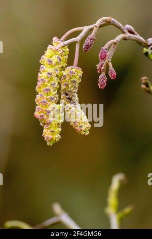 Erle (Alnus glutinosa), Nahaufnahme der großen männlichen Kätzchen in Blüte und der kleineren rosa weiblichen Blüten, die die Bäume Samenkegel produzieren. Stockfoto