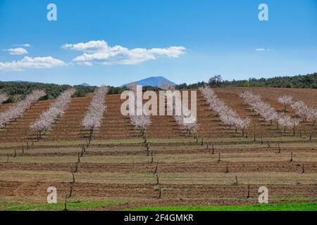 Feld von weißen blühenden Mandelbäumen zwischen Olivenplantagen und Getreide in Andalusien (Spanien) Stockfoto