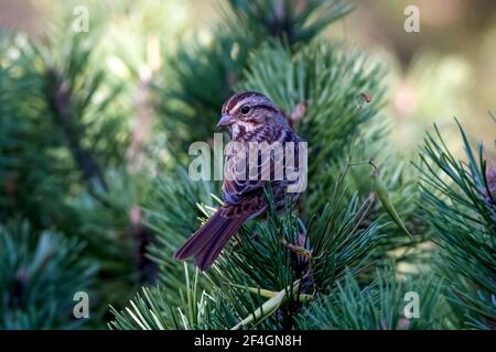 Singsperling thront auf der Vorderseite einer grünen Kiefer Baum in Kanada Stockfoto