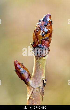 Horse Chestnut Blatt Knospe (aesculus hippocastanum), auch bekannt als Conker Tree, Nahaufnahme zeigt eine Blattknospe mit klebrigen schützenden sap beschichtet. Stockfoto