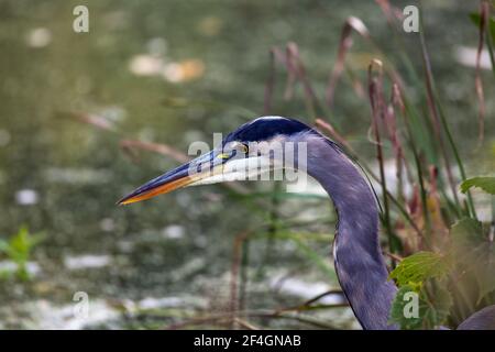 Nahaufnahme der Seitenansicht von A Great Blue Heron's Kopf, während es ins Wasser starrt, um nach Fischen zu suchen In Kanada Stockfoto