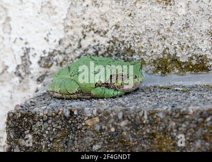 Weibliche graue Baumfrosch sitzt auf einer Steinfensterleiste In einem Garten Stockfoto