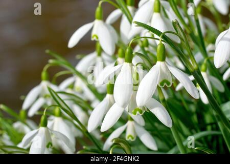 Schneeglöckchen (galanthus nivalis), Nahaufnahme von ein paar Blumen aus einem großen Cluster, der am Ufer eines Flusses wächst. Stockfoto