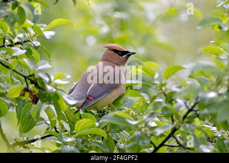 Zedernwachsflügel, der auf einem Zweig eines grünen, grünen Buschs mit hellgrünem Hintergrund thront. Im späten Frühling in Ottawa, Kanada. Stockfoto