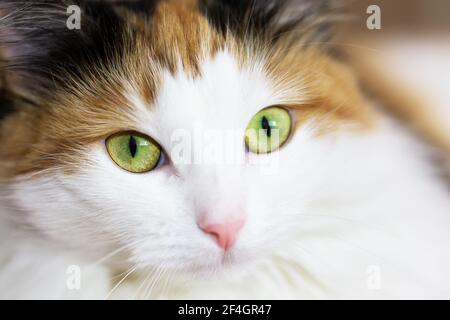 Porträt einer sehr schönen weißen mit Ingwer Katze. Nahaufnahme von weißen niedlichen Kätzchen mit grünen Augen. Schöne flauschige Katze aus der Nähe. Stockfoto