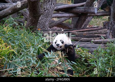 Netter Pandabär sitzt zwischen Bambuszweigen und hält Ast in Pfote, um durch starke Zähne zu beißen. Panda frisst Bambus in natürlichen Lebensräumen. Tier w Stockfoto