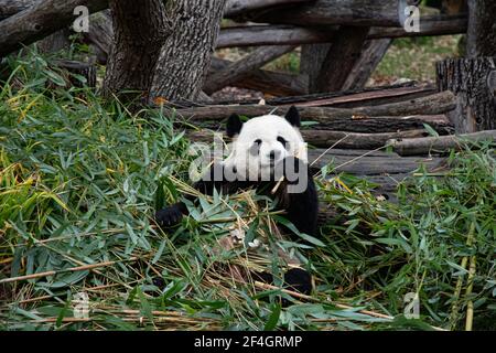 Leben von wilden Tieren. Netter Pandabär sitzt zwischen Bambusblättern und hält einen Zweig in der Pfote. Panda frisst Bambus in natürlichen Lebensräumen. Berühmte Chinesen Stockfoto