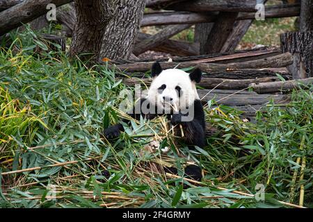 Leben von wilden Tieren. Netter Pandabär sitzt zwischen Bambusblättern und hält einen Zweig in der Pfote. Panda frisst Bambus in natürlichen Lebensräumen Stockfoto