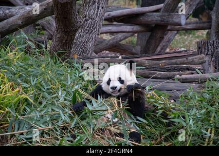 Leben von wilden Tieren. Netter Pandabär sitzt zwischen Bambusblättern und hält einen Zweig in der Pfote. Panda frisst Bambus in natürlichen Lebensräumen Stockfoto