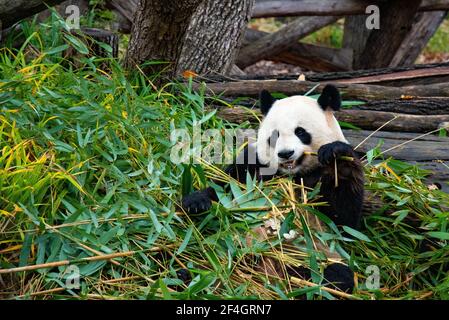 Leben von wilden Tieren. Netter Pandabär sitzt zwischen Bambusblättern und hält einen Zweig in der Pfote. Panda frisst Bambus Stockfoto