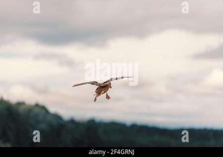 Rückseite der wild fliegenden Stockente mit ausgebreiteten Flügeln in Der Himmel Stockfoto