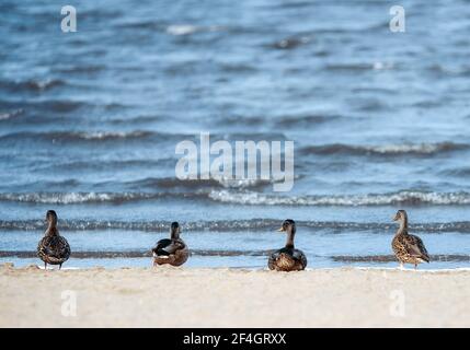 Rückansicht einer Herde wilder Stockenten stehen Vor blauem Wasser Stockfoto