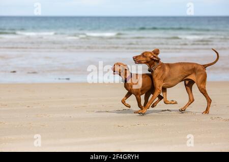 Zwei ungarische Viszlas am Bamburgh Beach, Northumberland Stockfoto