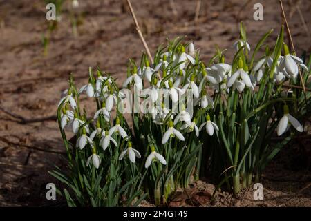 Schneeglöckchen wachsen im Sand eines Flussufers, auch Galanthus nivalis oder Schneegloeckchen genannt Stockfoto