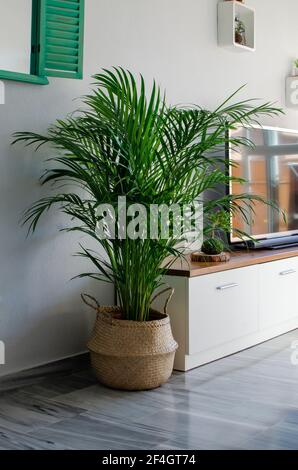 Areca Palme (Dypsis lutescens) in einem Weidenkorb. Heimtextilien. Stockfoto