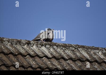 Paarungspaar der Gemeinen Tauben (Turdus merula) auf einem schrägen Ziegeldach in Staffordshire im Frühjahr thront, ein Hals des anderen pickend Stockfoto