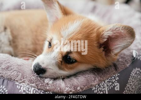 Pembroke Welsh Corgi Welpe schläft in einem Korb Stockfoto