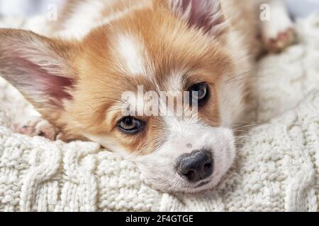 Pembroke Welsh Corgi Welpe schläft in einem Korb Stockfoto