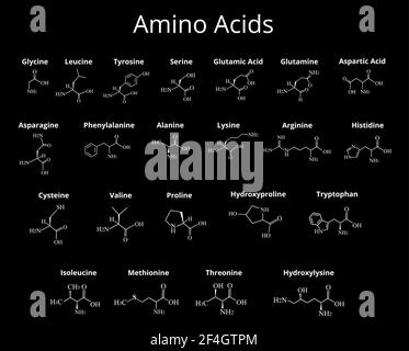 Aminosäuren. Chemische molekulare Formel von Aminosäuren. Vektorgrafik auf isoliertem Hintergrund Stock Vektor