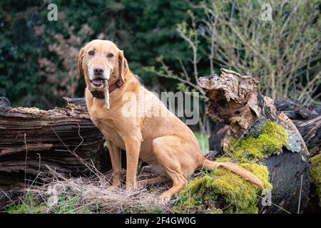 Red Fox Labrador sitzt auf einem Baumstumpf mit einem Bleibt in ihrem Mund Stockfoto