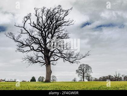 Großer Skelettbaum im Frühling ohne Blätter in Stockwood Park, Luton, Bedfordshire Stockfoto