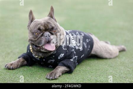 7-jährige Brindle männliche französische Bulldogge auf Gras liegend und keuchend. Off-Leine Hundepark in Nordkalifornien. Stockfoto