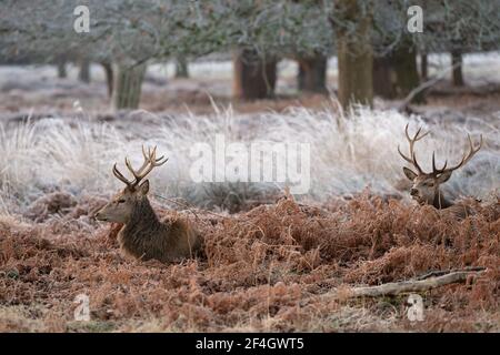 Rothirsche Hirsche an einem frostigen Morgen im Richmond Park, London, Großbritannien Stockfoto