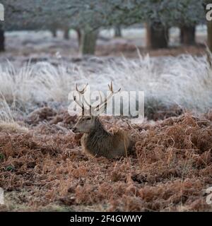 Rothirsche Hirsche an einem frostigen Morgen im Richmond Park, London, Großbritannien Stockfoto