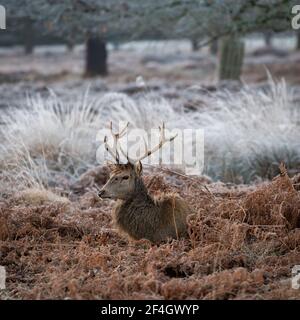 Rothirsche Hirsche an einem frostigen Morgen im Richmond Park, London, Großbritannien Stockfoto
