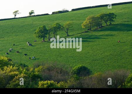 Milchvieh grasen in der Devon Landschaft Stockfoto